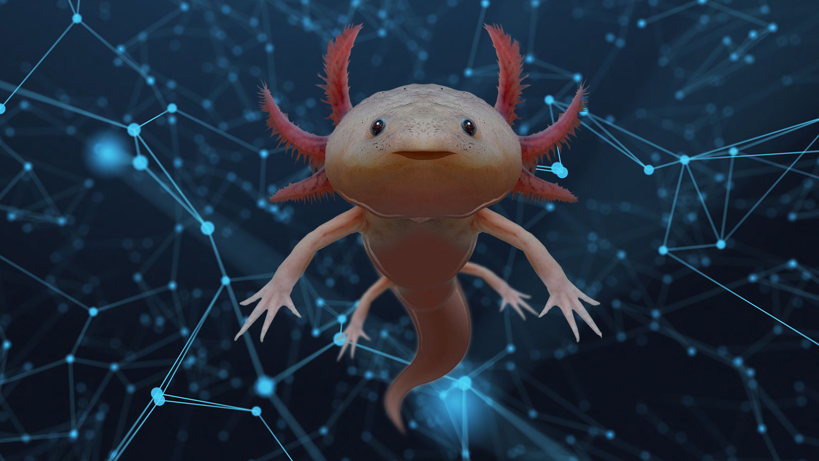 An axolotls floating on a background of dots with interconnecting lines