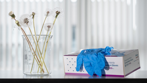 Dandelion clocks in a beaker beside a box of blue latex gloves