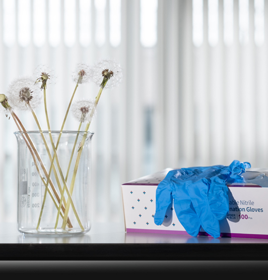 Dandelions in a beaker beside a box of latex gloves