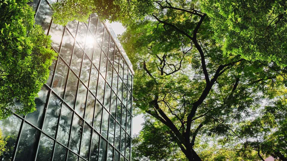 A glass building reflecting sunlught with a tree growing alongside it.