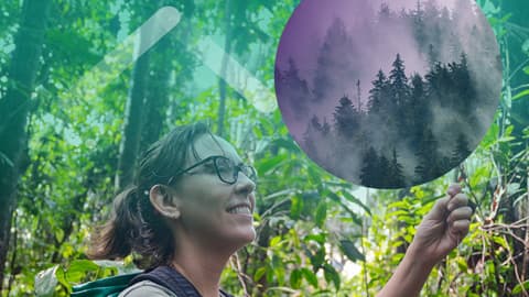 A graphic depicting a woman in a forest examining a tree.