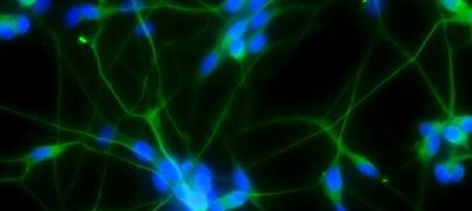 living neuronal cell circuits grown in the lab