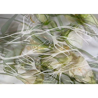 The Delicacy of Lisianthus