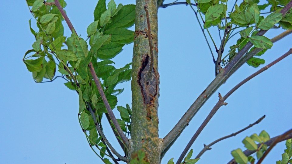 a close up of an Ash tree showing dieback
