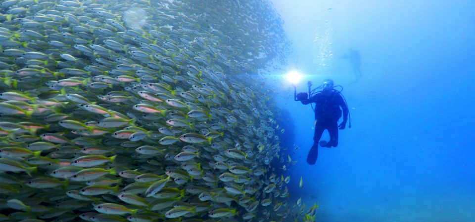a shoal of fish swimming past a diver
