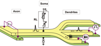 Solid state neuron structure diagram