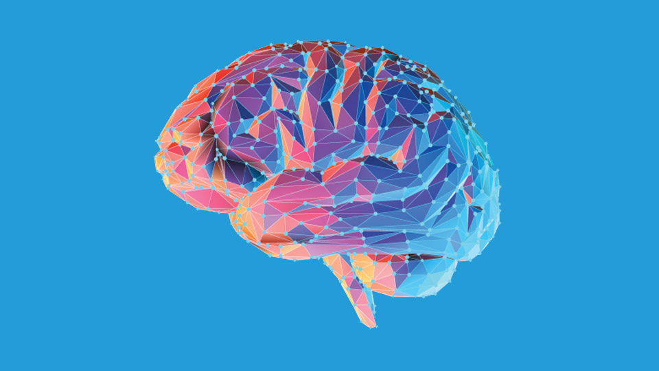 a brain vector illustration