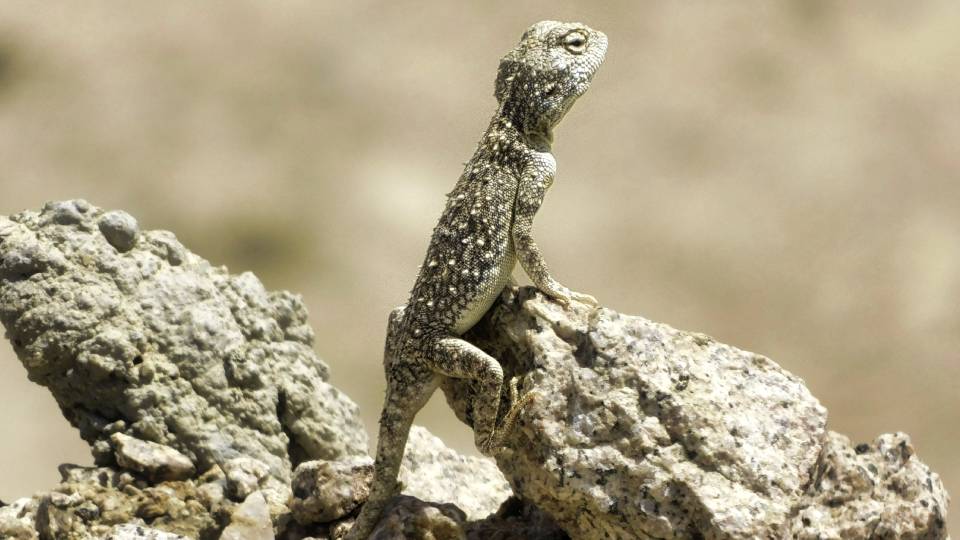 lizard on a rock