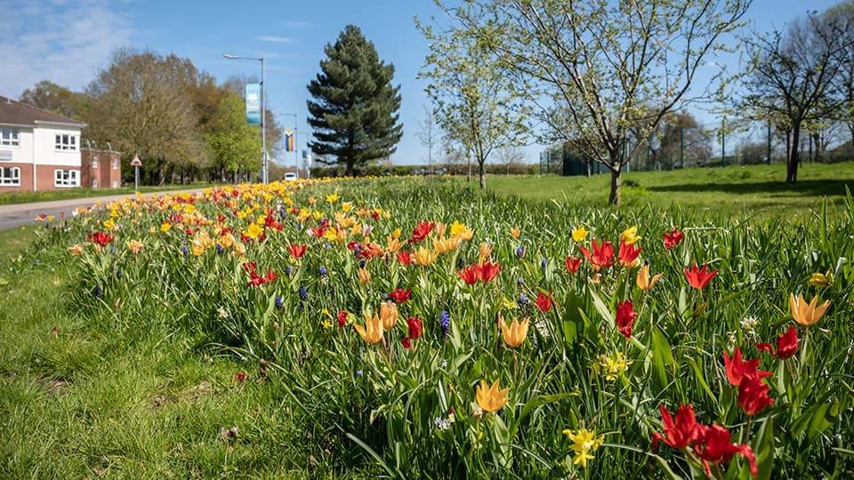 tulips in grass on a sunny day on the Loughborough campus