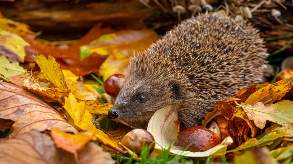 Picture of hedgehog in autumn leaves