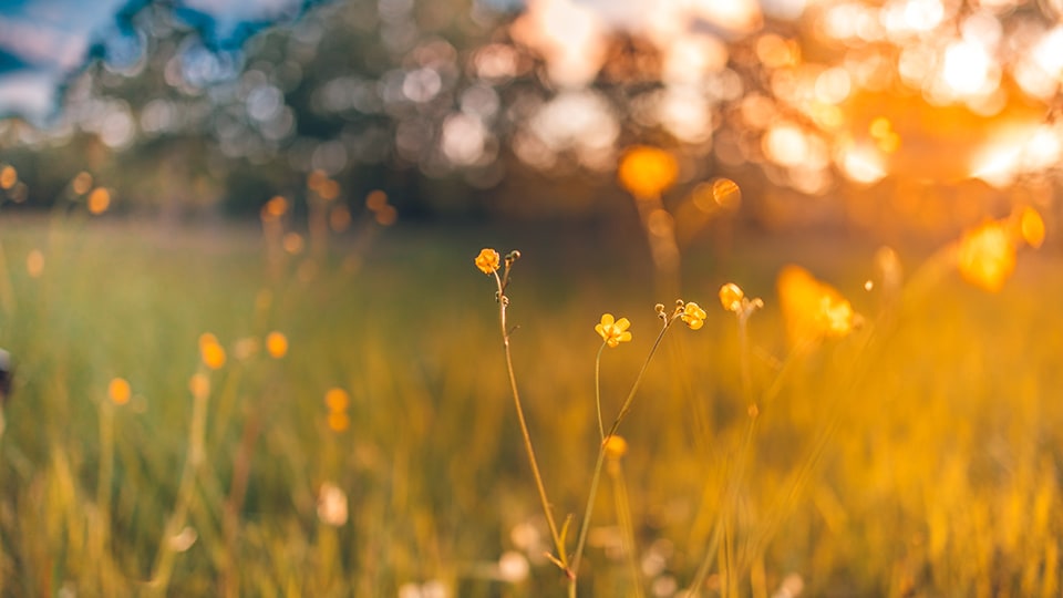 Meadow with long grass in sunset, background is out of focus