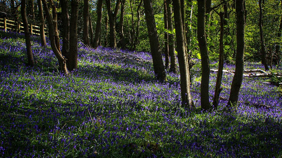 Bluebells in a wood - photo provided by Nafees