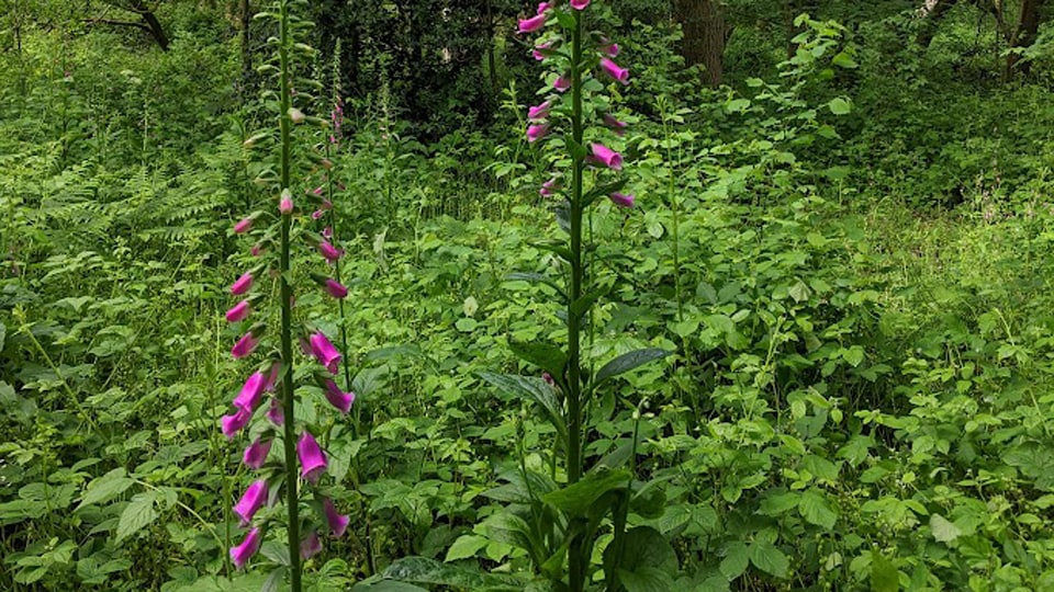 Pink foxgloves against a green woodland background