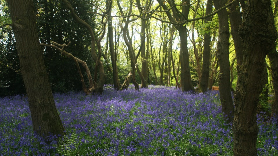 Bluebells on the ground in the woods