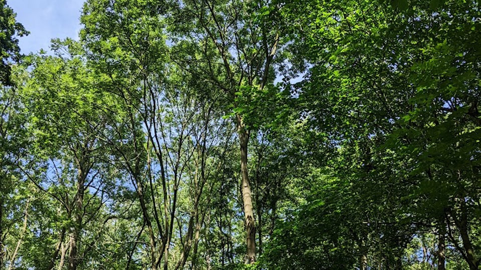 Fraxinus excelsior trees in the woodland