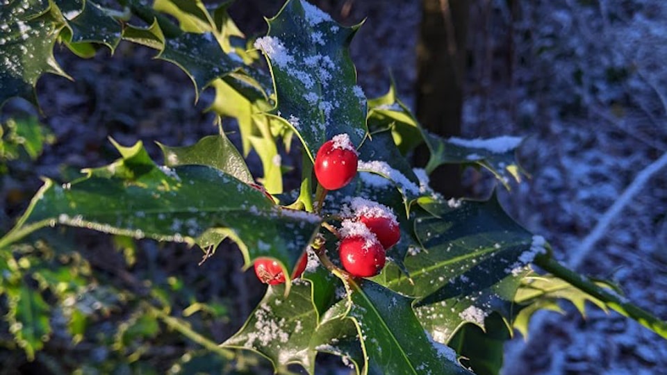 Holly leaves and berries against a winter woodland background