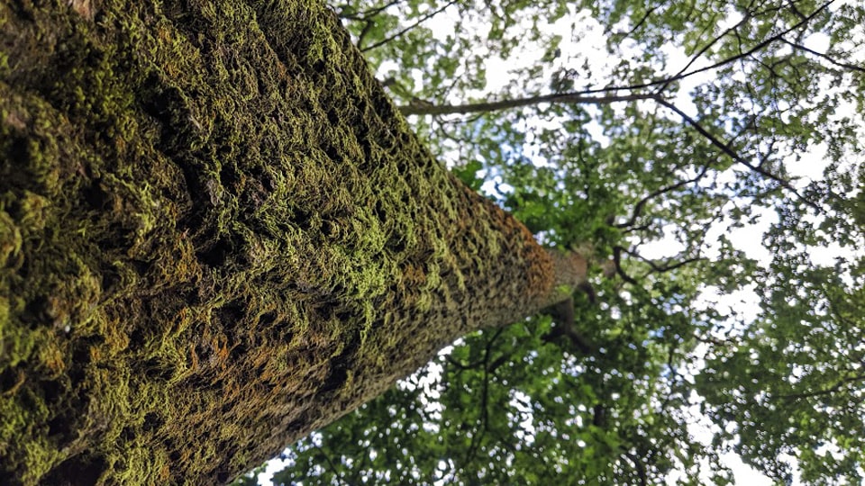 An oak tree trunk leading up into the branches
