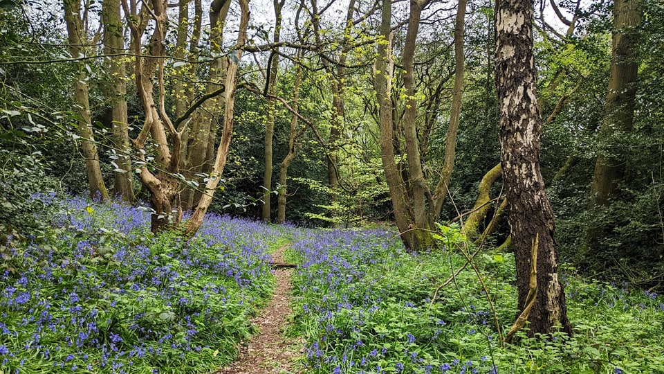 A rotted silver birch tree in the woodland