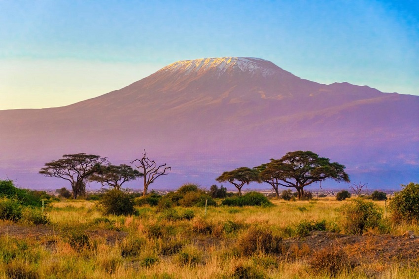 Image of a mountain with snow on the top. In the foreground are trees and long grass. 