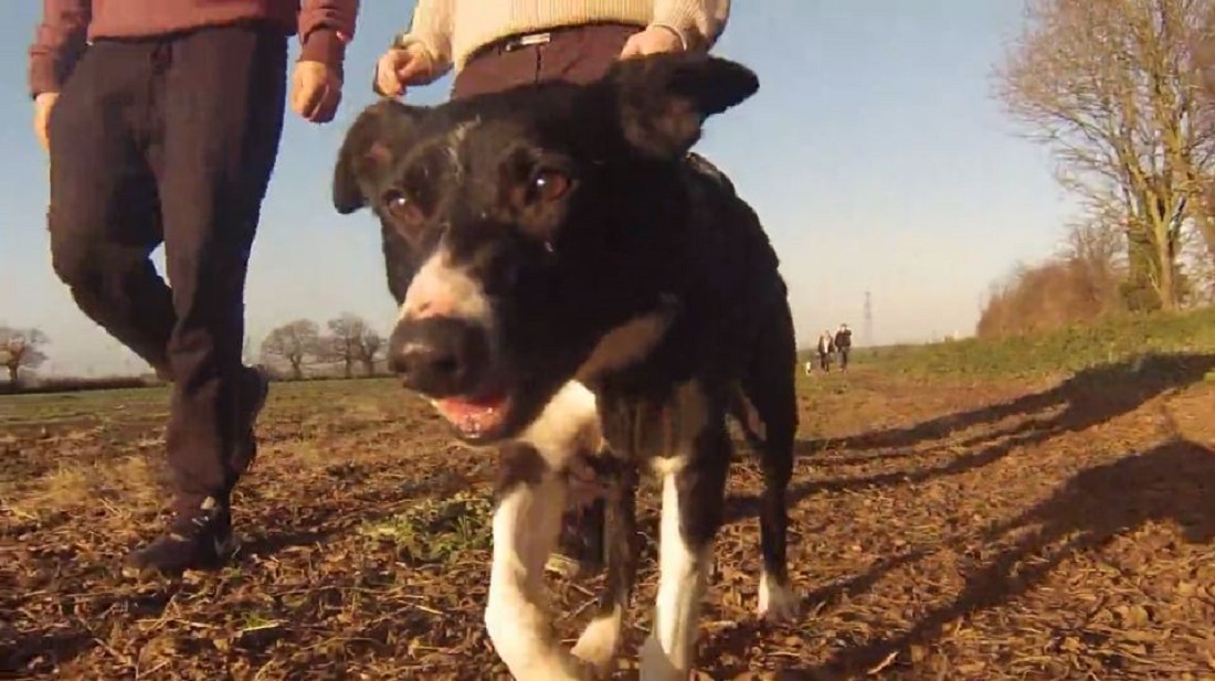 Photo of a dog during one of the Action dog walking projects being walked by two students in a field. 