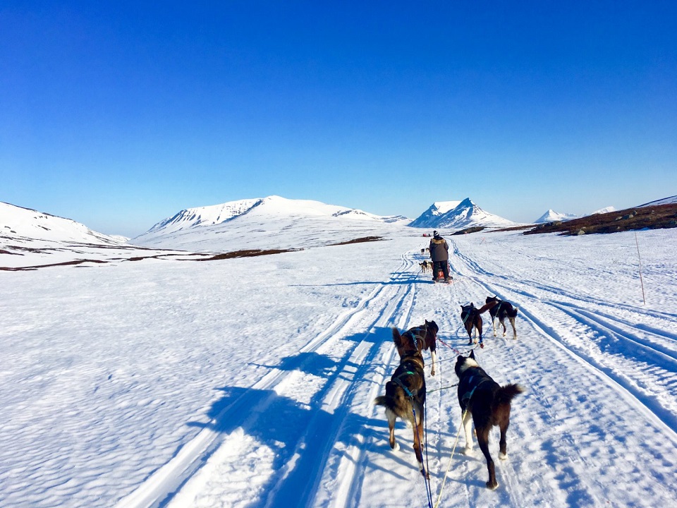 Dogs pulling a sled in the snow with mountains covered in snow in the background. 