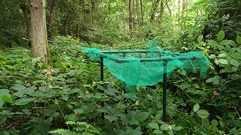Green netting in the research forest