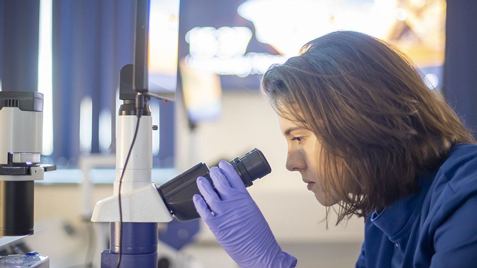 Fern using a microscope