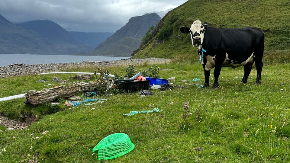 a cow standing next to plastic rubbish with mountains in the background