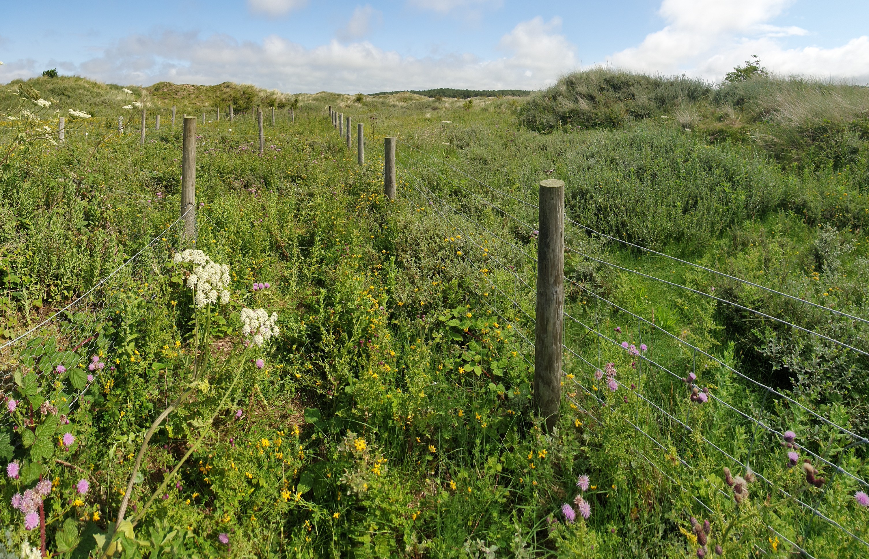 A field filled with plants and flowers