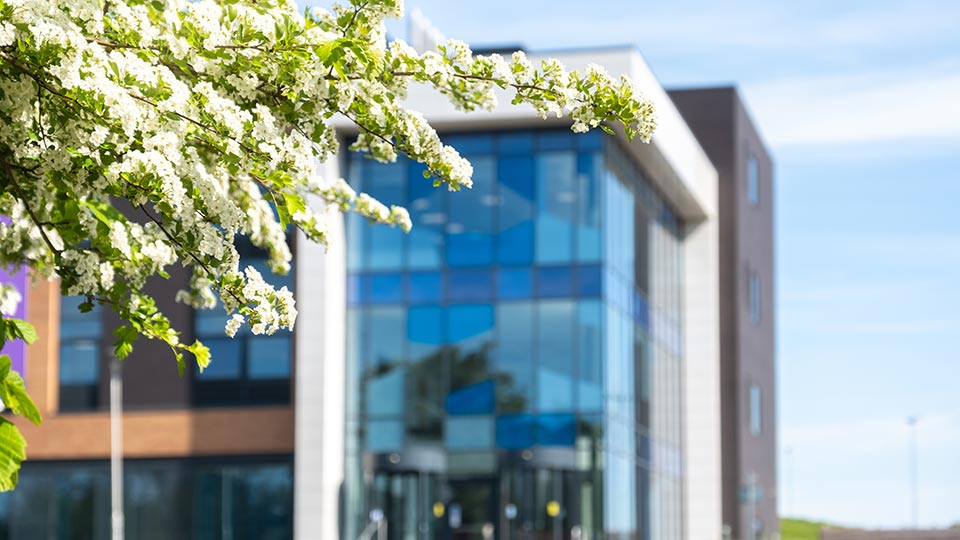 Blossoming white flowers on a tree branch in the foreground, with a modern glass building in the background under a clear blue sky.
