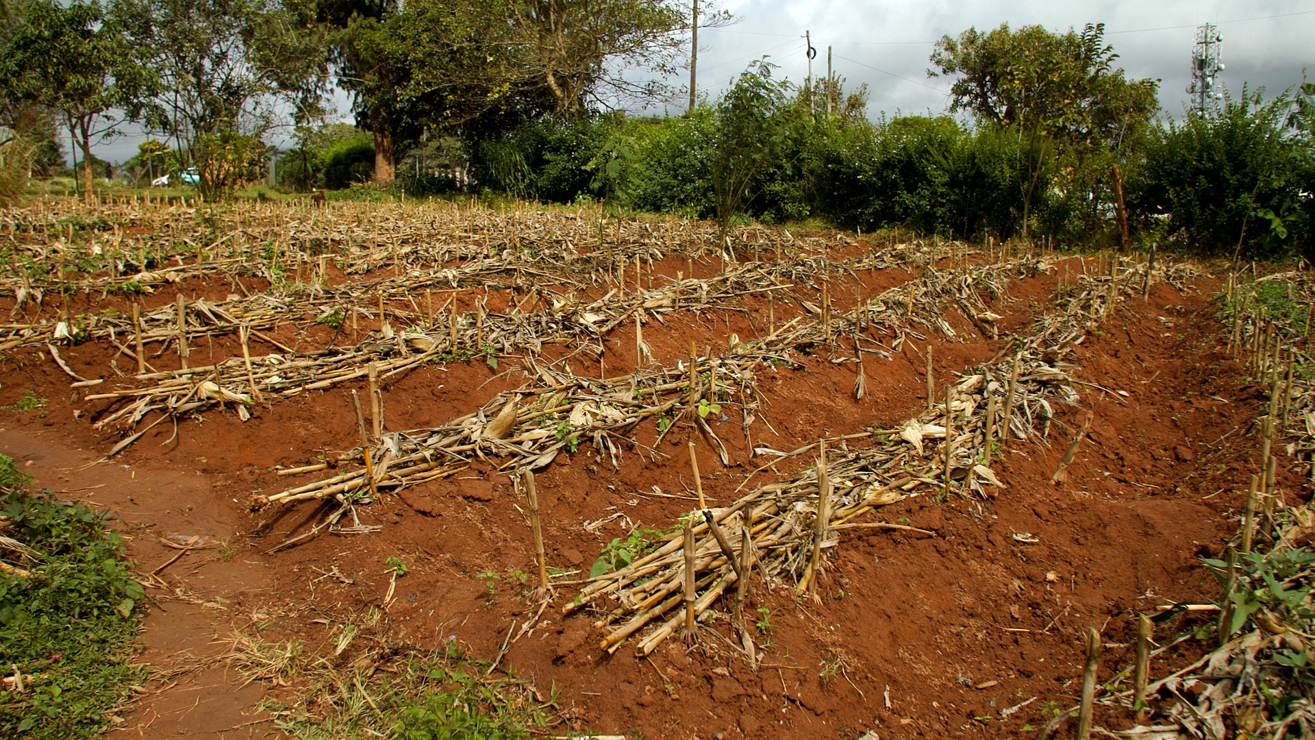 Aftrak takes the back-breaking labour out of deep bed farming