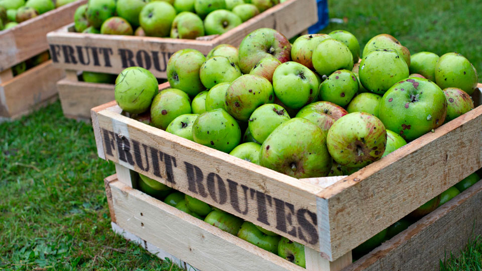 Boxes of apples