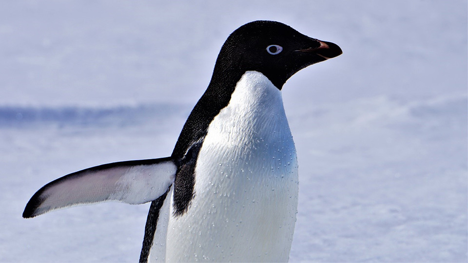 Adélie penguin. Photo by Dr Jeff Evans. 
