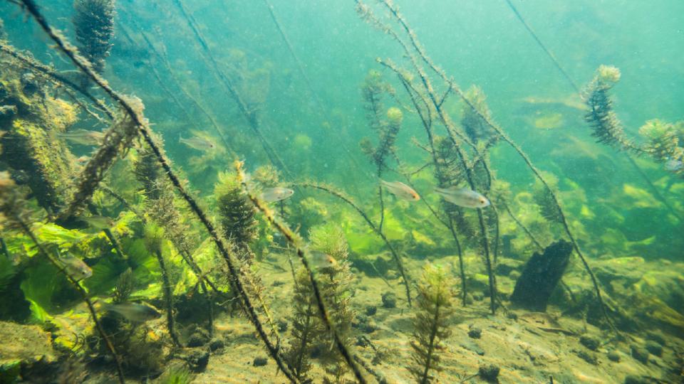 Fish on the lake floor. 