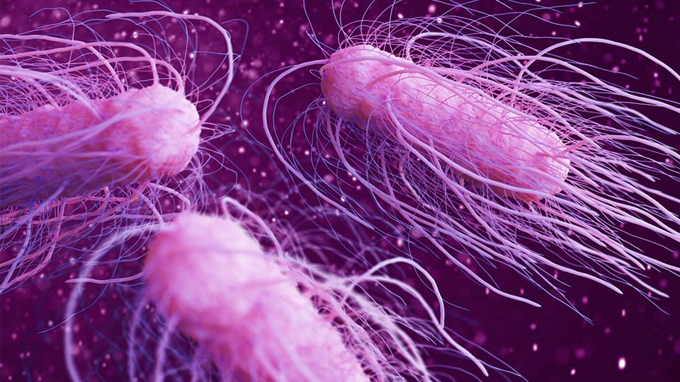 Salmonella bacteria – an example of bacteria that can swim and propel themselves to favourable environments.