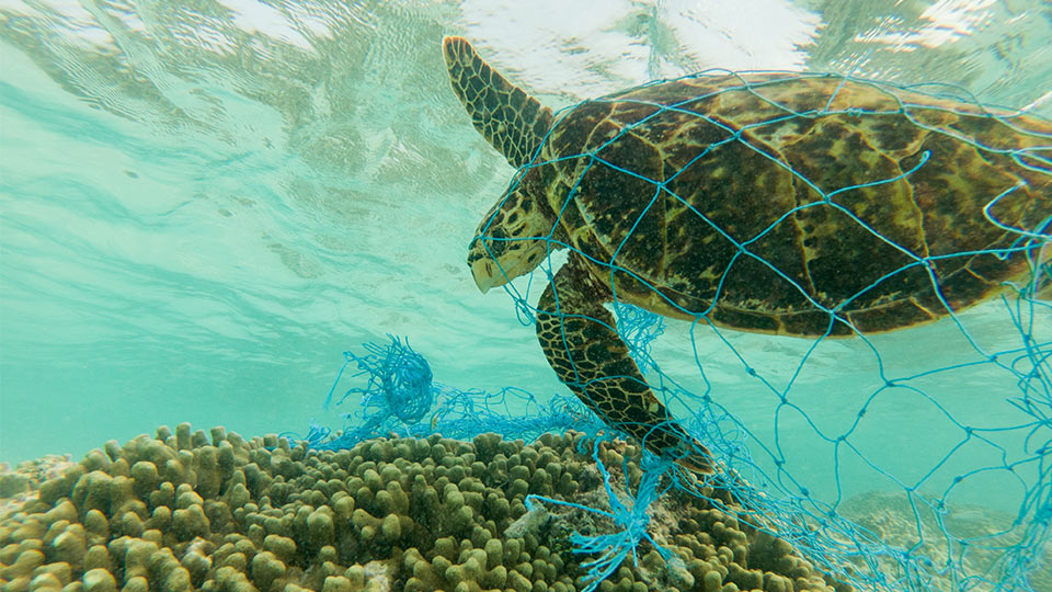 Turtle trapped in a net 