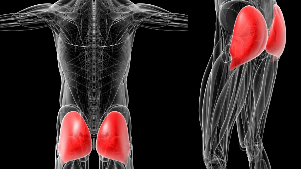 Buttock size matters: Researchers reveal a large gluteus maximus is key for sprint speed and ...