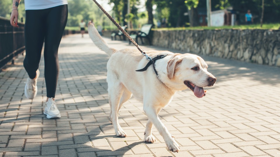 woman walking dog