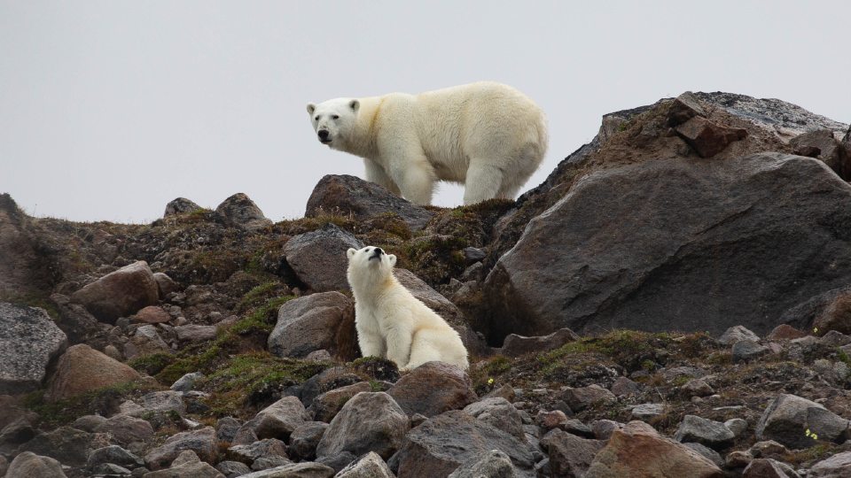 Polar bears in the Arctic 