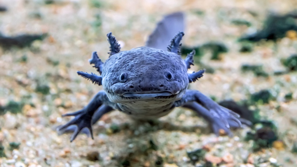 Axolotl underwater 