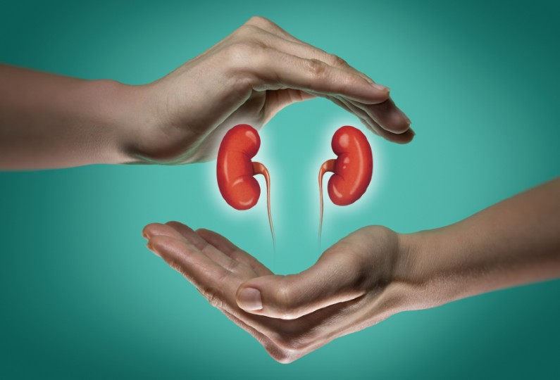 A kidney