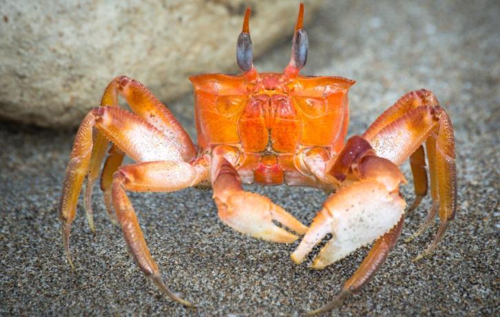 a crab