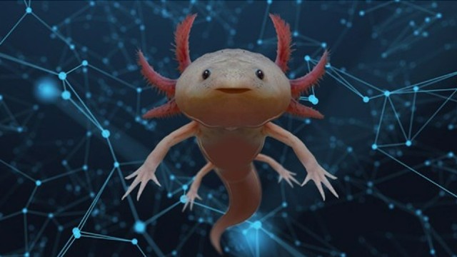 An axolotl floating on a blue background