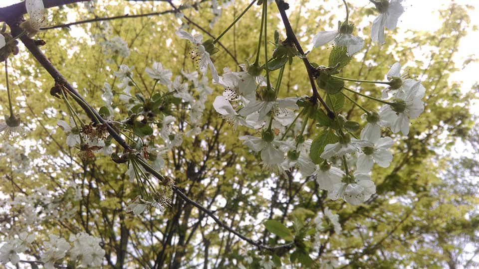 White blossom growing on a fruit tree.