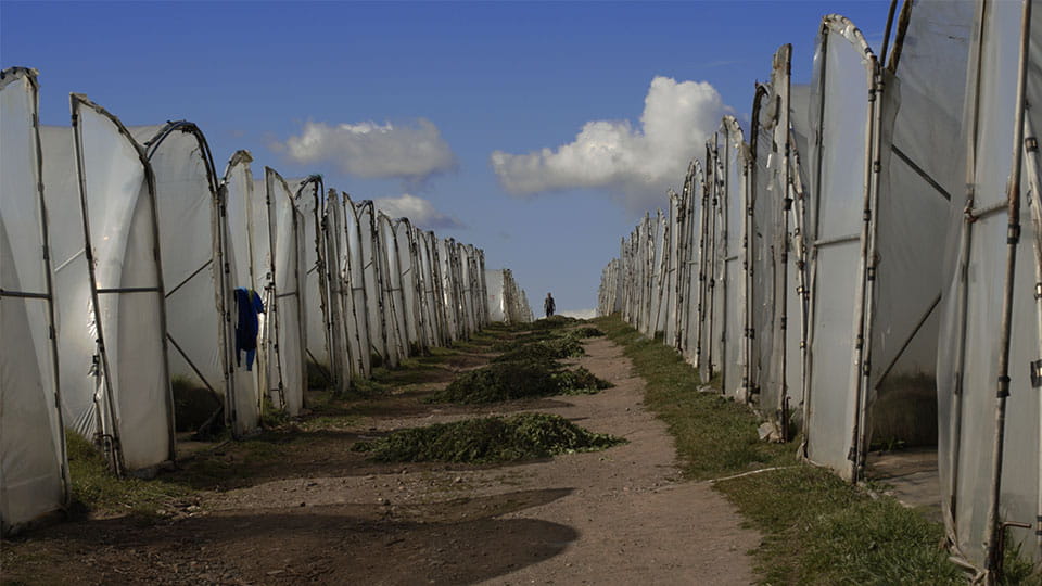 A row of white structures lined up in two rows with a path through the middle of them.