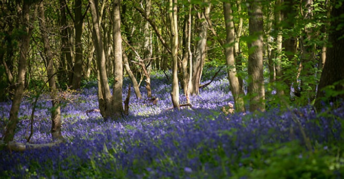 Woodland flowers