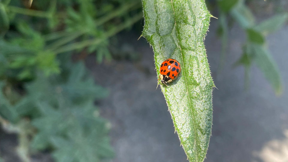 A ladybird laying on a singular leaf.