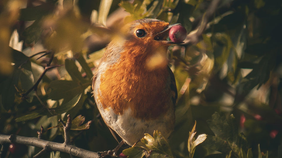 A small bird with an orange breast perched among green leaves, holding a red berry in its beak.