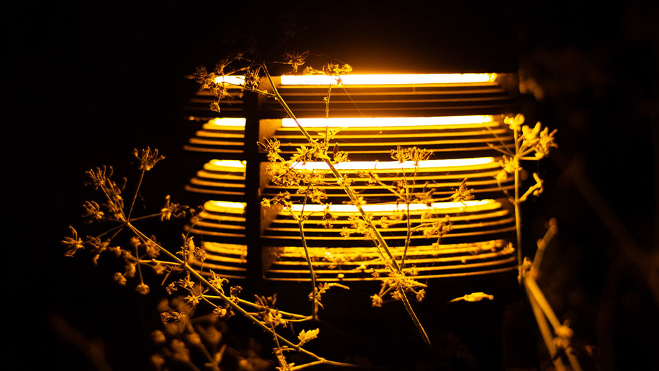 A close-up of a warm yellow outdoor lamp glowing in the dark, with delicate dried plants silhouetted against the light.