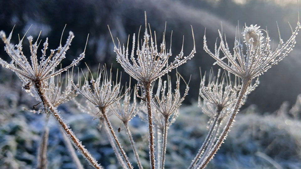 Close-up of frosty wild plants with delicate ice crystals on their stems and seeds, glistening in the soft winter sunlight.